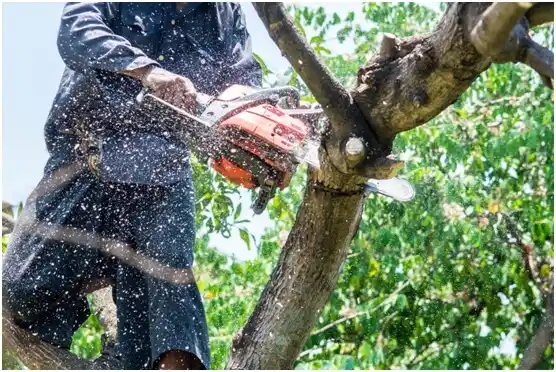 tree services Chester
